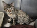 Adopt Megs a Domestic Short Hair