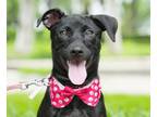 Adopt Midnight a Mountain Dog, Labrador Retriever