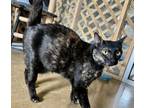 Adopt Angel 21C-0283 a Domestic Short Hair