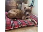 Adopt Gigi a American Staffordshire Terrier