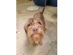 Adopt Maddie a Terrier