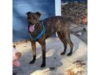 Adopt Brindle Bailey a Whippet