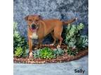 Adopt Sally a Black Mouth Cur