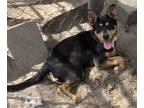 Adopt Blitzen a Miniature Pinscher, Corgi