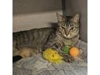 Adopt Bak Meow a Domestic Short Hair