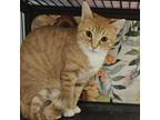 Adopt Merckle a Domestic Short Hair