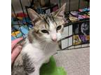 Adopt Cozumel a Domestic Short Hair