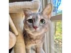 Adopt Bella a Domestic Short Hair, Domestic Medium Hair