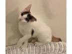 Adopt Smurf Buttons a Domestic Short Hair
