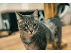 Adopt Diana G a Domestic Short Hair, Tabby