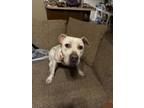 Adopt Ember a American Staffordshire Terrier, Mixed Breed