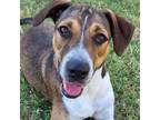 Adopt Sandy a Redbone Coonhound