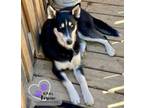 Adopt Clarnella - The Grinch Litter a Husky, Airedale Terrier