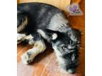 Adopt Martha May - The Grinch Litter a Husky, Airedale Terrier