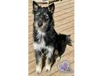 Adopt Martha May - The Grinch Litter a Husky, Airedale Terrier