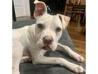 Adopt LuLu a American Staffordshire Terrier