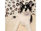 Adopt Kim a Domestic Short Hair