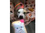 Adopt Nana a Pit Bull Terrier