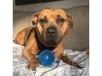 Adopt Emmy a Pit Bull Terrier