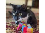 Adopt Penelope a Domestic Short Hair