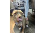 Adopt Mama Lexi #4600 a Pit Bull Terrier