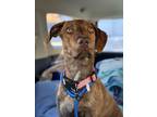 Adopt Mila a Plott Hound