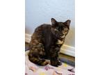 Adopt Marble Mama a Domestic Short Hair