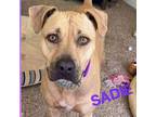 Adopt Sadie a Black Mouth Cur, Labrador Retriever