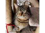 Adopt Chloe a Domestic Medium Hair, Tabby