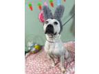 Adopt Manny a Pit Bull Terrier