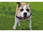 Adopt GUY FIERI a Pit Bull Terrier, Mixed Breed
