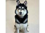 Adopt Slate a Husky