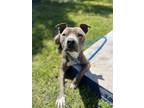 Adopt GREGORY a Pit Bull Terrier