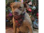 Adopt Teddy a Pit Bull Terrier