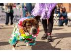 Adopt NEWBERT a Glen of Imaal Terrier, Dachshund