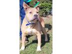 Adopt Braveheart a Mixed Breed, Pit Bull Terrier