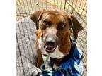 Adopt Dino (Houndini) a Hound