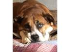 Adopt Porky (Cooper) a Hound, Boxer