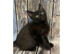 Adopt Huck kitten a Domestic Short Hair