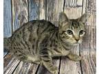 Adopt Odie kitten Great buddy! a Tabby