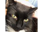 Adopt Fuzzquitz a Domestic Long Hair