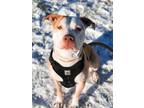 Adopt Frisco a American Staffordshire Terrier