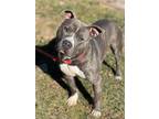 Adopt Macho a Pit Bull Terrier, Mixed Breed