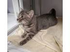 Adopt Hubble a Tabby