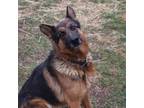 Adopt Sammy a German Shepherd Dog