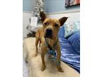 Adopt SCRAPPY DOO a Pit Bull Terrier, Black Mouth Cur
