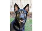 Adopt Muks a German Shepherd Dog