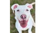 Adopt Louie a Terrier