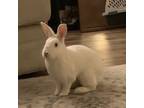 Adopt Omar a Bunny Rabbit