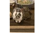 Adopt Bonnie & Charlie *Bonded Pair* a Bunny Rabbit